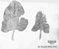 Peronospora farinosa image